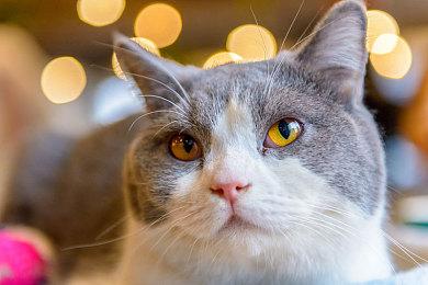 《师父》PS4、PS4 Pro、PS5、PC画质帧数对比